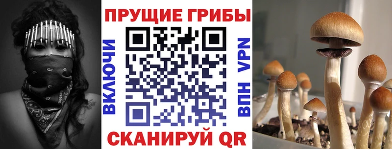 это клад  Чудово  Галлюциногенные грибы Psilocybine cubensis 